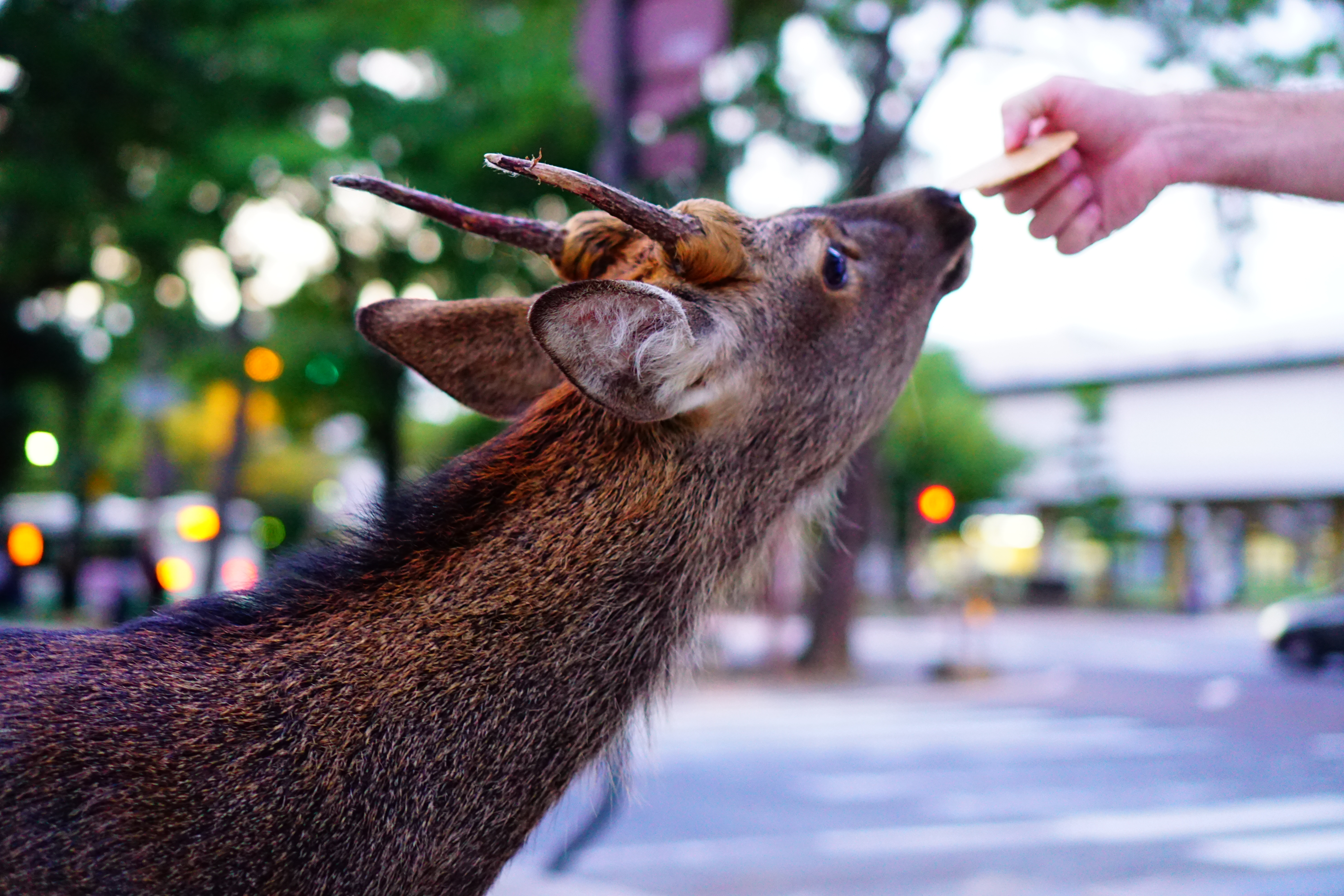 Ιαπωνία: Γιατί τα ελάφια της Νάρα λατρεύουν τους τουρίστες-2