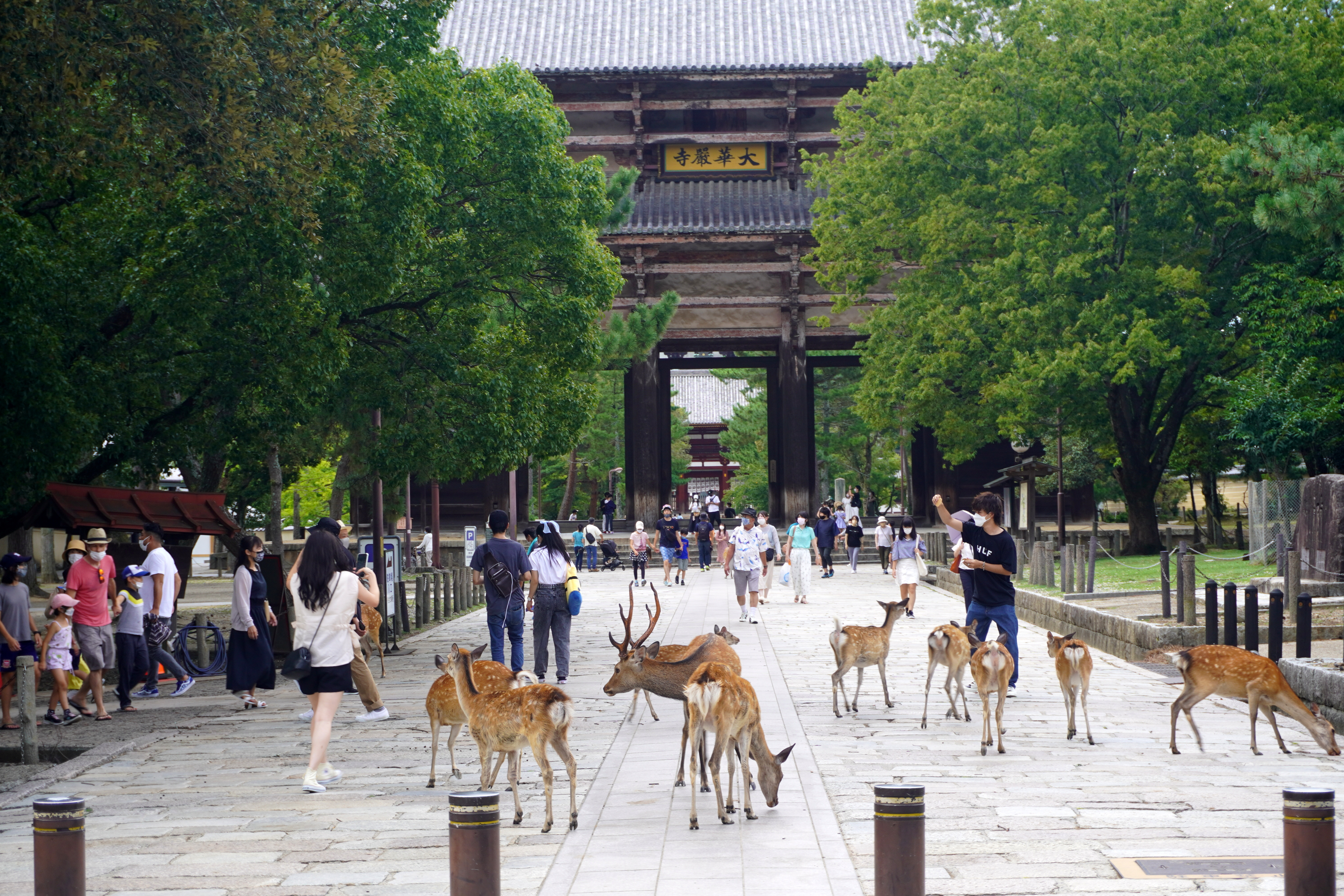 Ιαπωνία: Γιατί τα ελάφια της Νάρα λατρεύουν τους τουρίστες-1