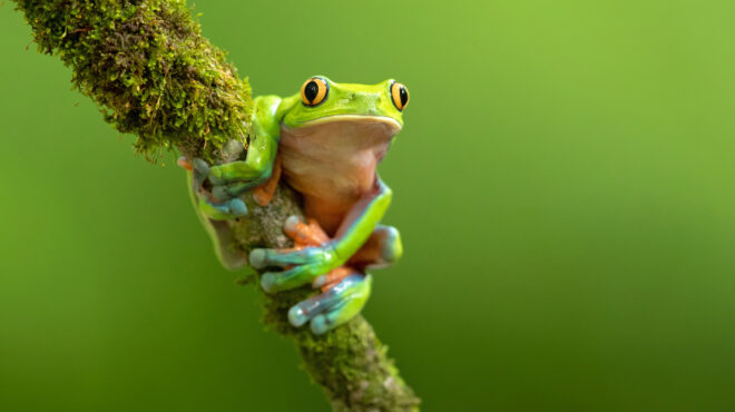 βάτραχοι-κανίβαλοι-δεν-της-άρεσε-το-τ-563130148