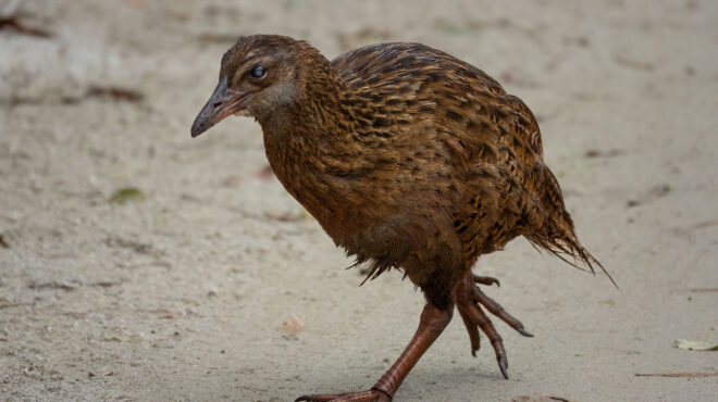 νέα-ζηλανδία-παίκτης-ριάλιτι-σκότωσε-563139187