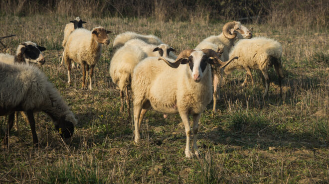 θεσσαλία-πανώλη-των-αιγοπροβάτων-σε-λ-563132758