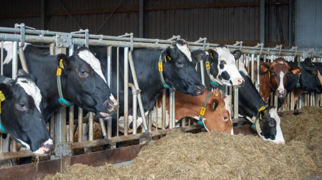 γρίπη-των-πτηνών-mέτρα-εποχών-covid-σε-φάρ-563119741