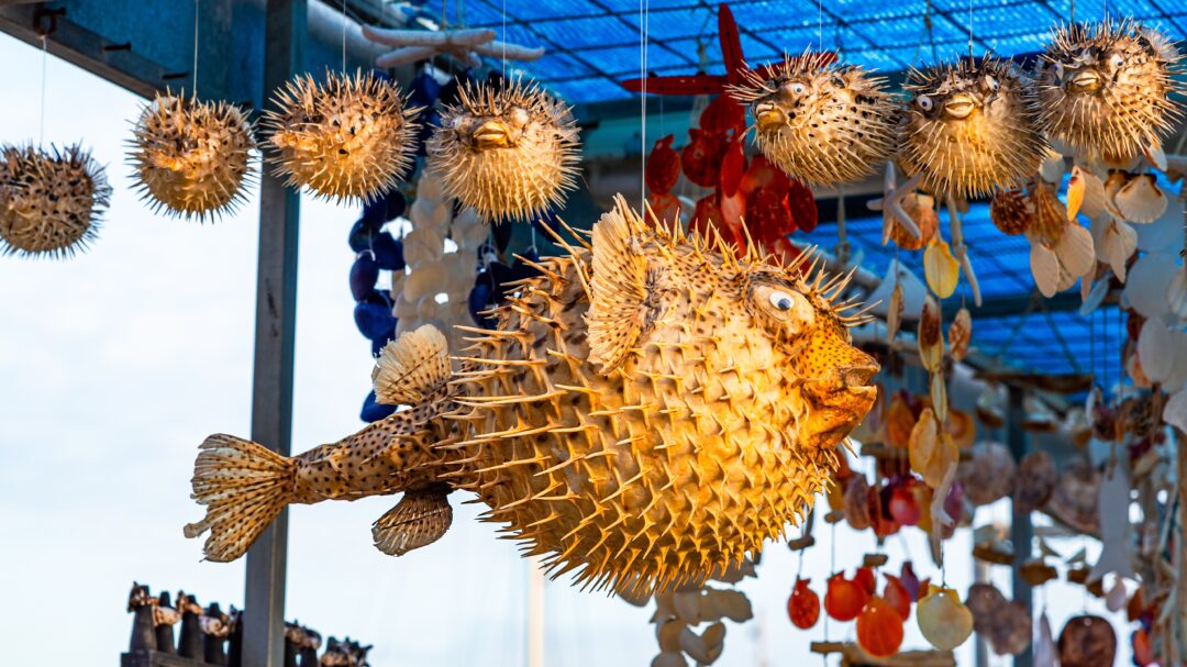 δεν-είναι-μόνο-ο-λαγοκέφαλος-περισσότ-563139661