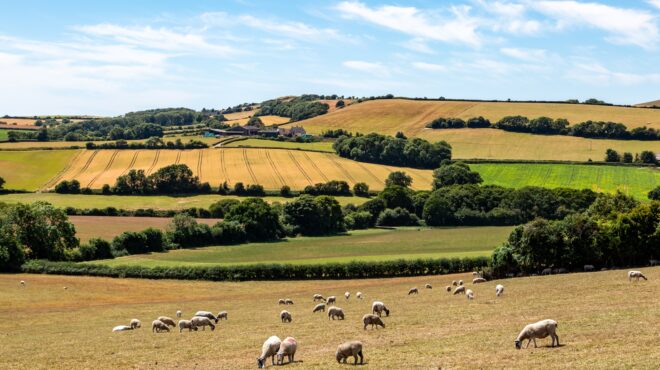 μείωση-της-παραγωγής-μήλων-ισχνή-συγκ-563138209