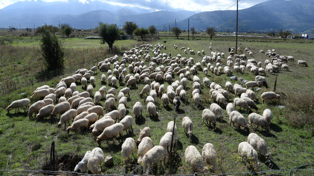 ωρολογιακή-βόμβα-οι-παράτυπες-εισα-563149216