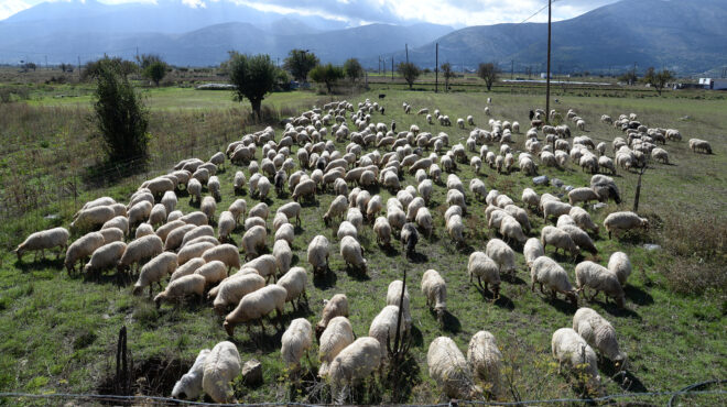 ευλογιά-των-προβάτων-καμπανάκι-για-563149216