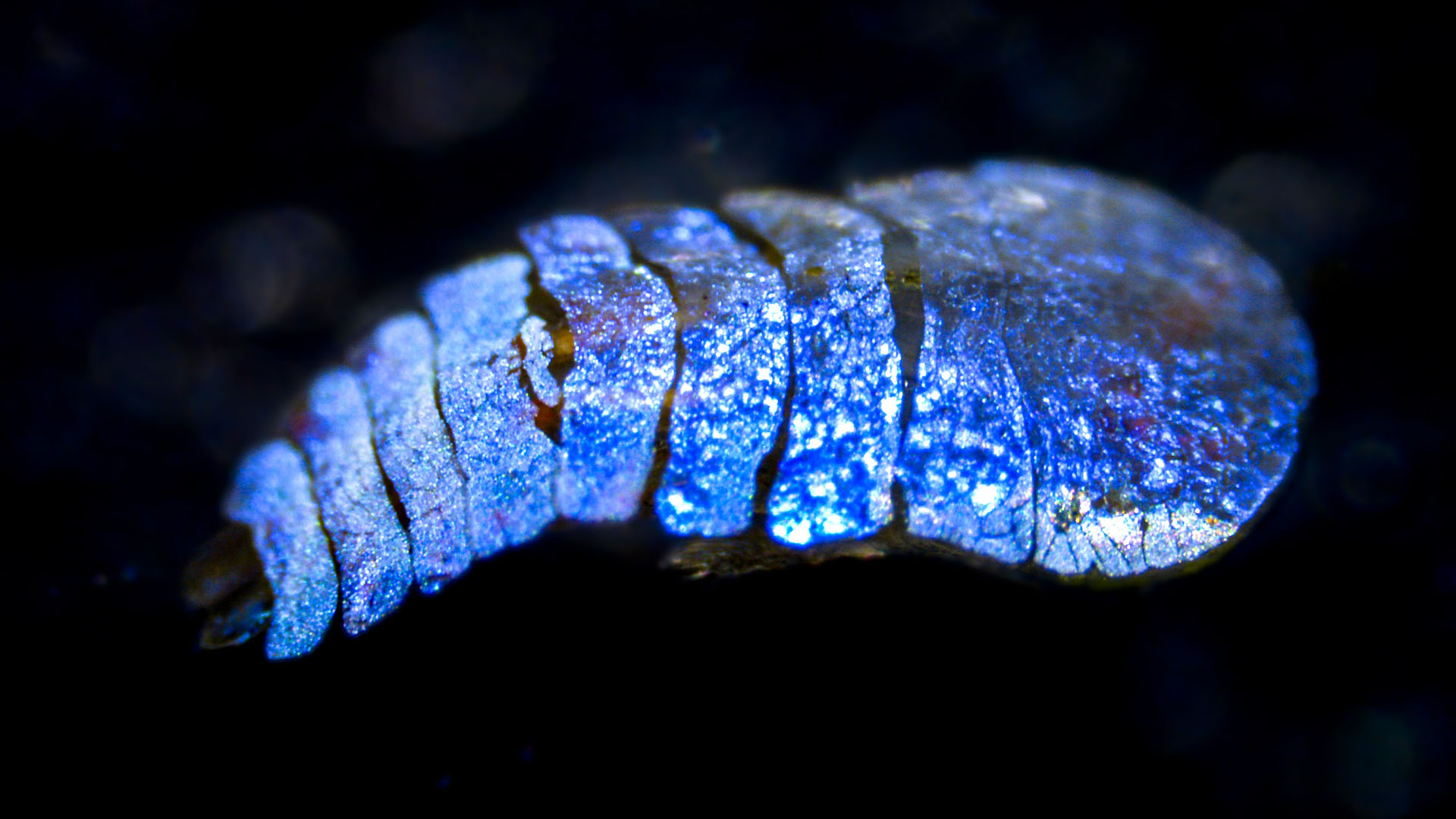 Ενα πλωτό «κουκούτσι ελιάς» ερευνά τις ελληνικές ακτές-5