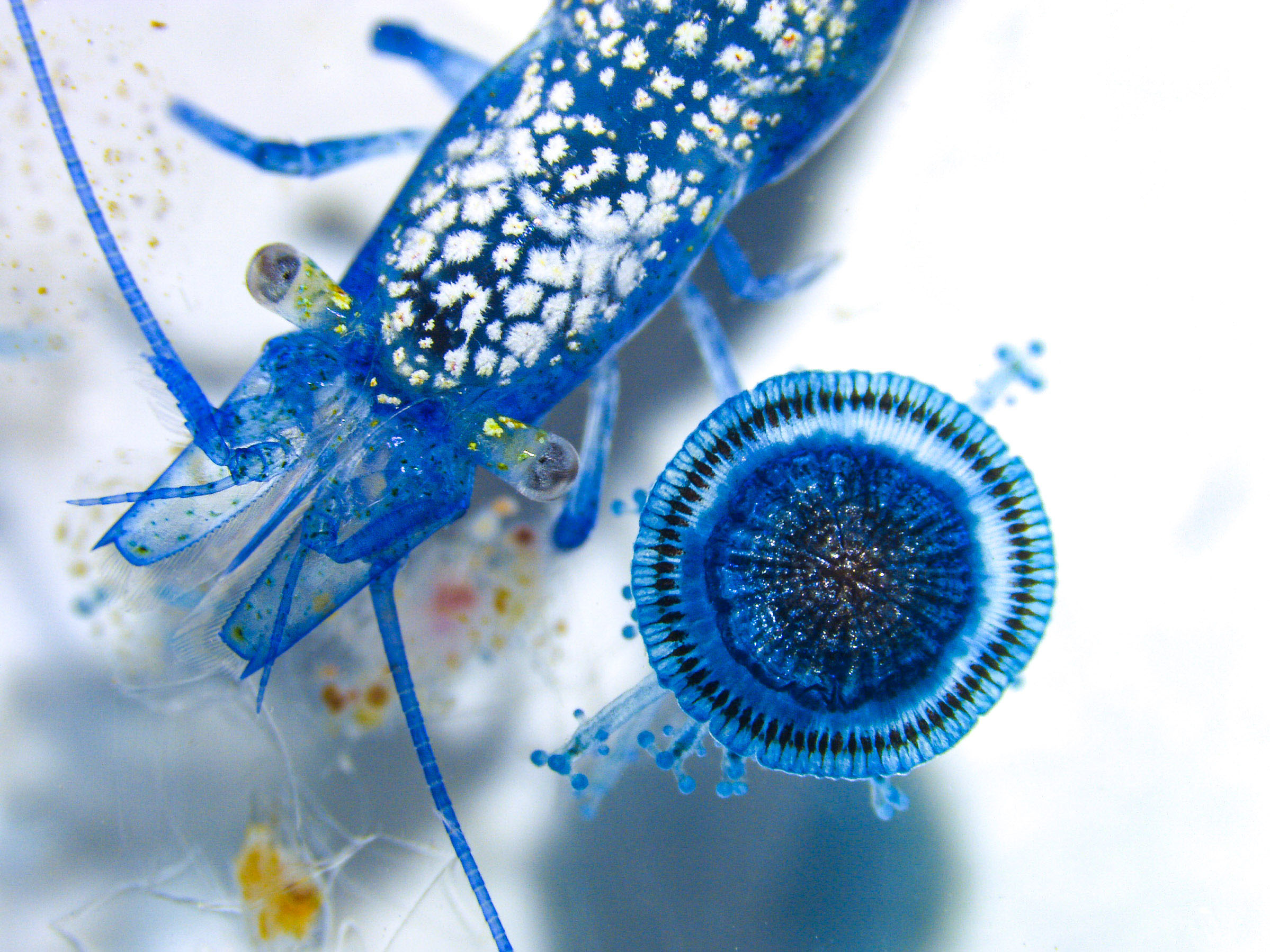 Ενα πλωτό «κουκούτσι ελιάς» ερευνά τις ελληνικές ακτές-6