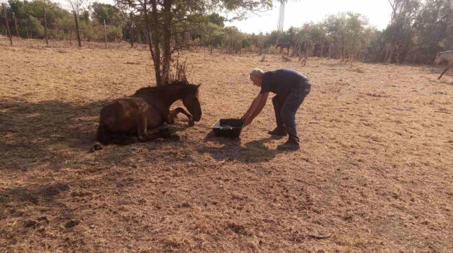 αγώνας-για-να-διασωθούν-τα-άγρια-άλογα-563142013