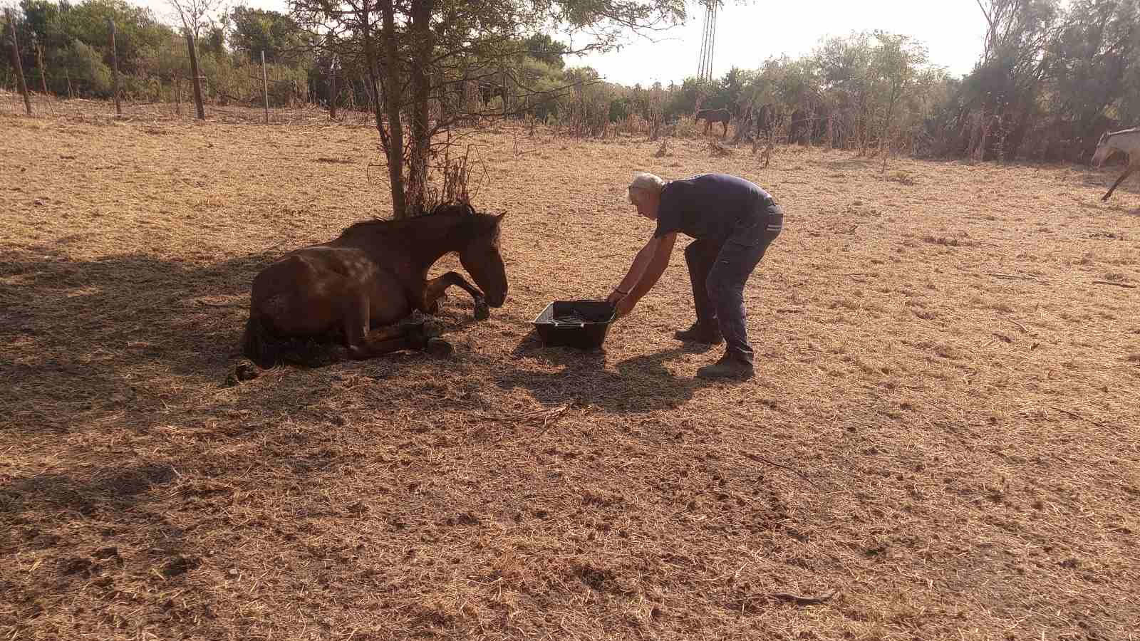 αγώνας-για-να-διασωθούν-τα-άγρια-άλογα-563142013
