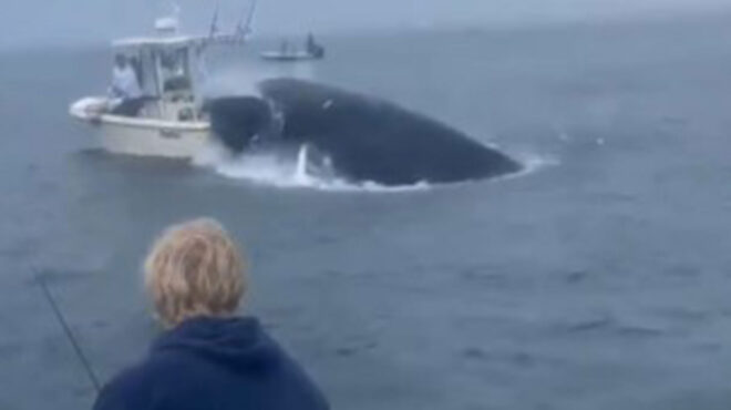 φάλαινα-αναποδογύρισε-σκάφος-είχα-563143729