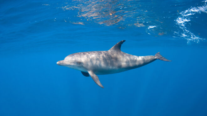 γιατί-κάποια-δελφίνια-κυνηγούν-με-ένα-563188462