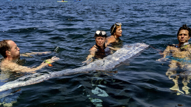 αλλόκοτο-και-μυστηριώδες-κολυμβητ-563178592