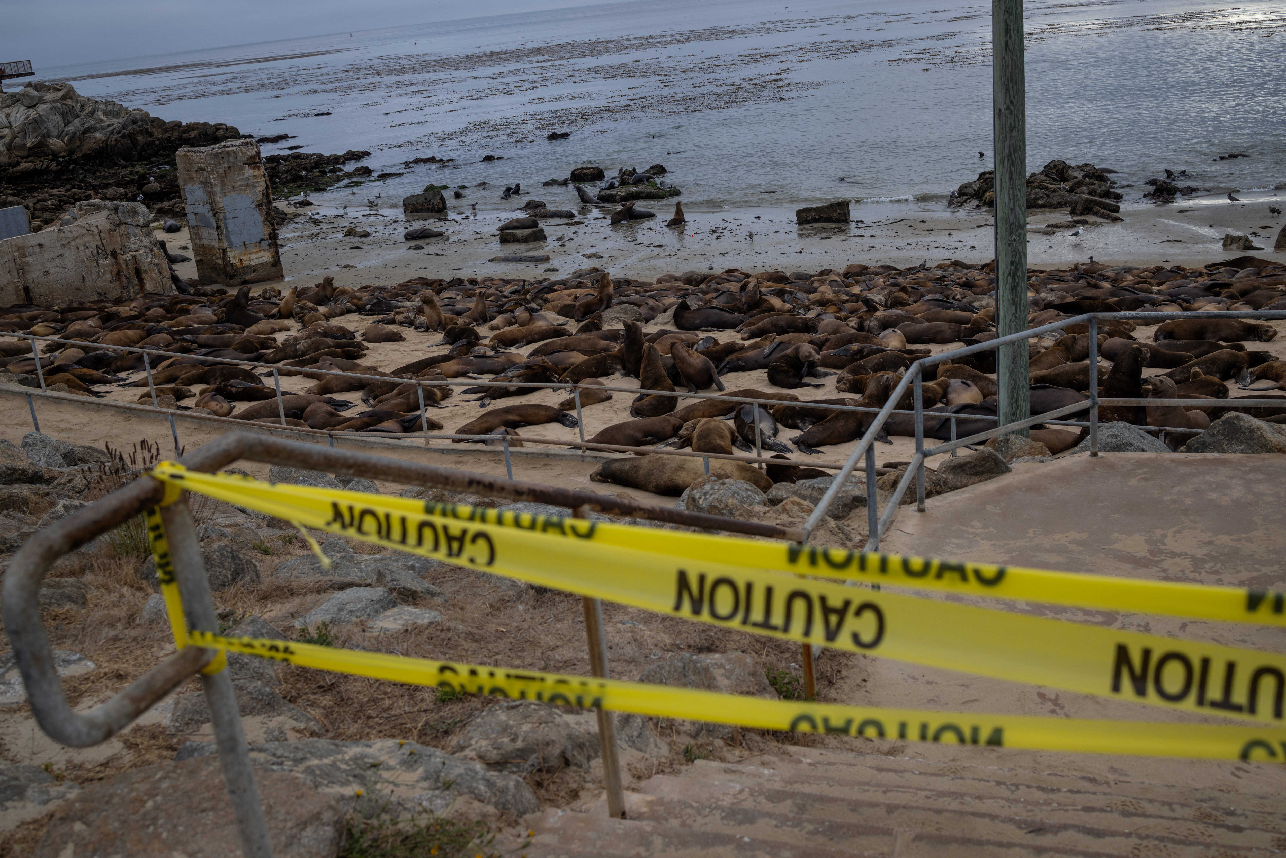 Παραλία προσωρινά κλειστή λόγω… κατάληψης θαλάσσιων λεόντων-1