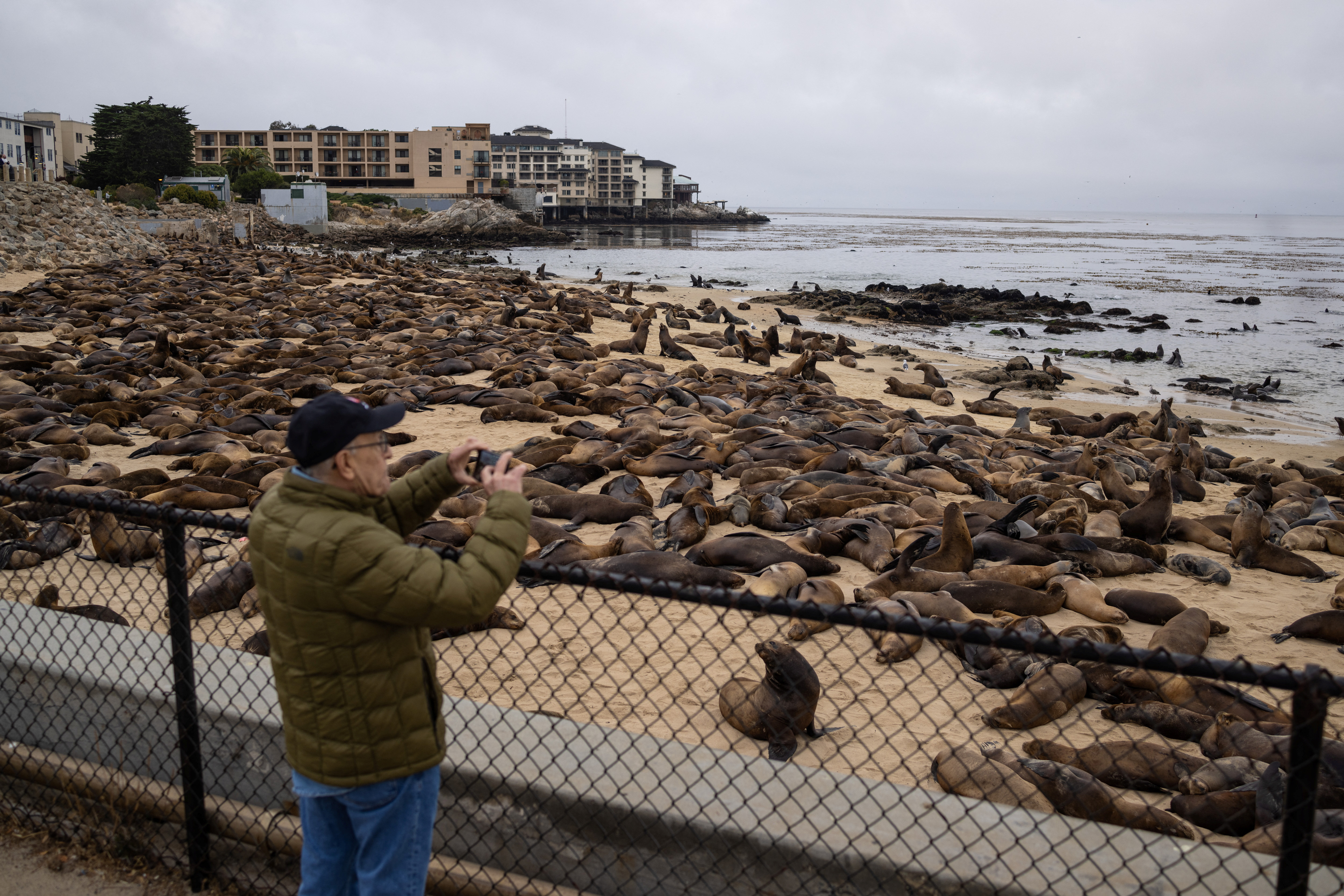 Παραλία προσωρινά κλειστή λόγω… κατάληψης θαλάσσιων λεόντων-2