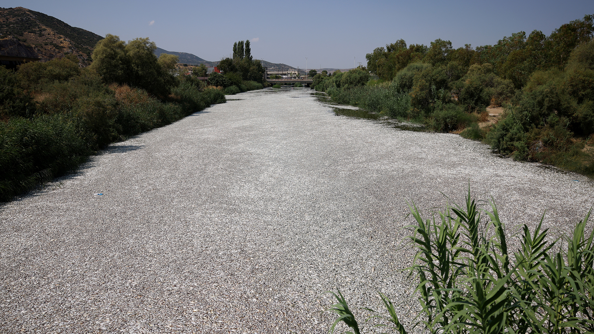 Μια «ασημένια κουβέρτα» σκέπασε ελληνικό τουριστικό λιμάνι – Τα διεθνή ΜΜΕ για τα νεκρά ψάρια στον Βόλο-3