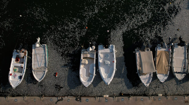 κατεπείγουσα-έρευνα-για-τα-νεκρά-ψάρι-563193241