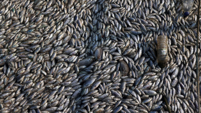 μια-ασημένια-κουβέρτα-σκέπασε-ελλη-563193235