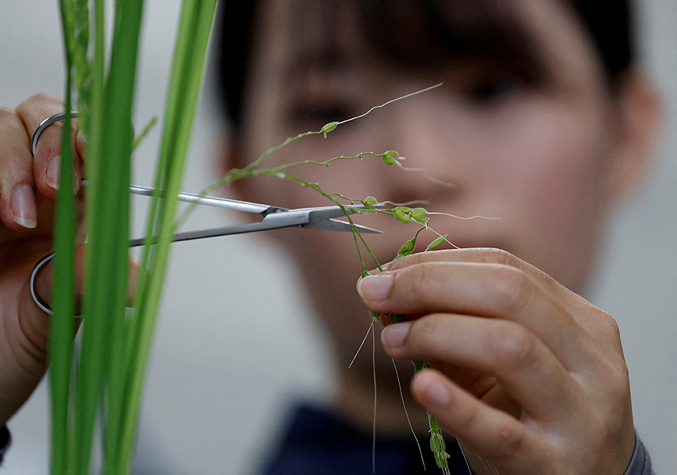 Καμήλες για αγελάδες-1