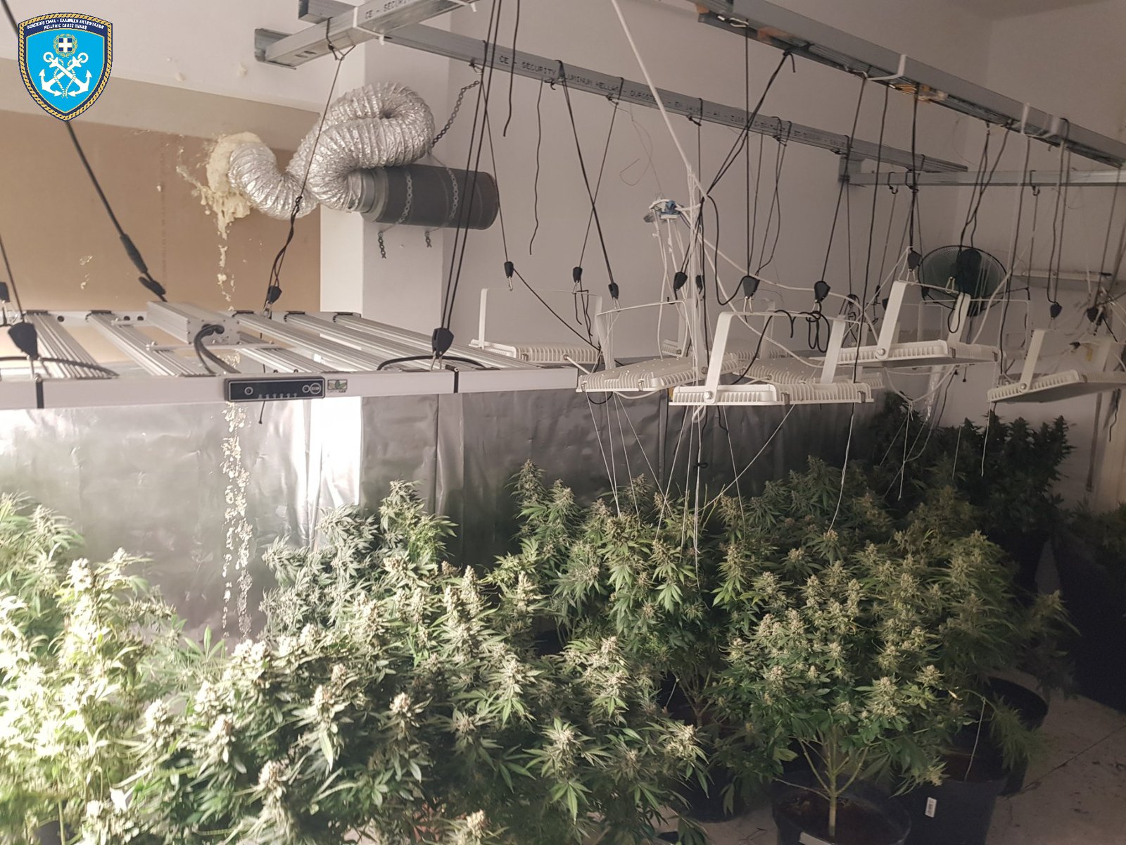 Κολωνός: Εντοπίστηκε εργαστήριο υδροπονικής καλλιέργειας κάνναβης – Δύο συλλήψεις-1