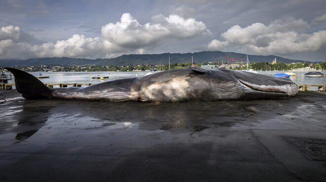 μια-φάλαινα-στην-λίμνη-της-γενεύης-563179249