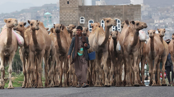 καμήλες-για-αγελάδες-563194096