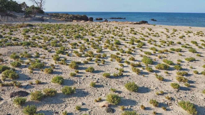 skyros-project-η-θερινή-ακαδημία-περιβάλλοντος-έγ-563157097