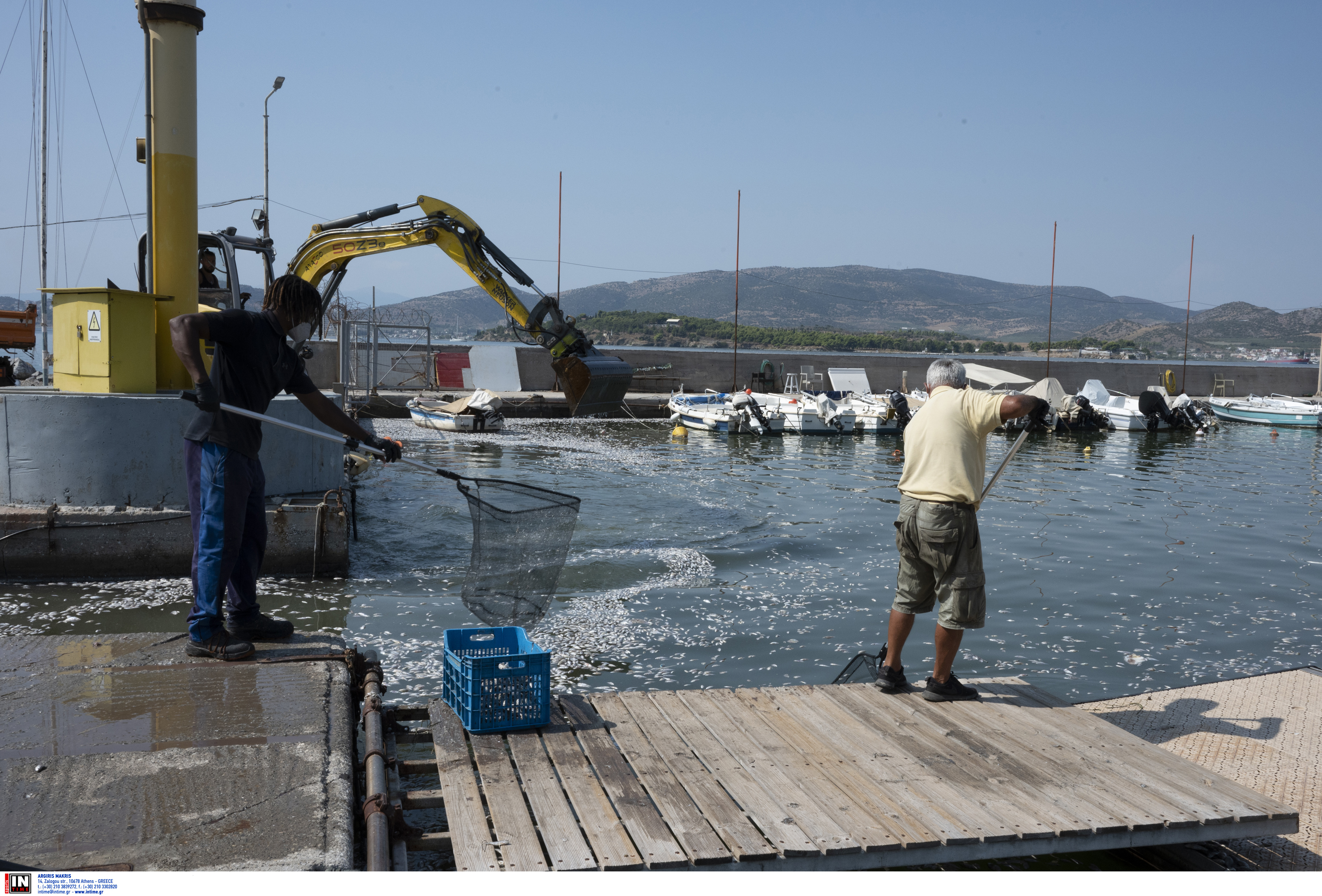 Βόλος: Σε εξέλιξη ο καθαρισμός των νερών από τα χιλιάδες νεκρά ψάρια-1