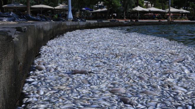 βόλος-τοποθετήθηκε-και-δεύτερο-πλέγμ-563195131