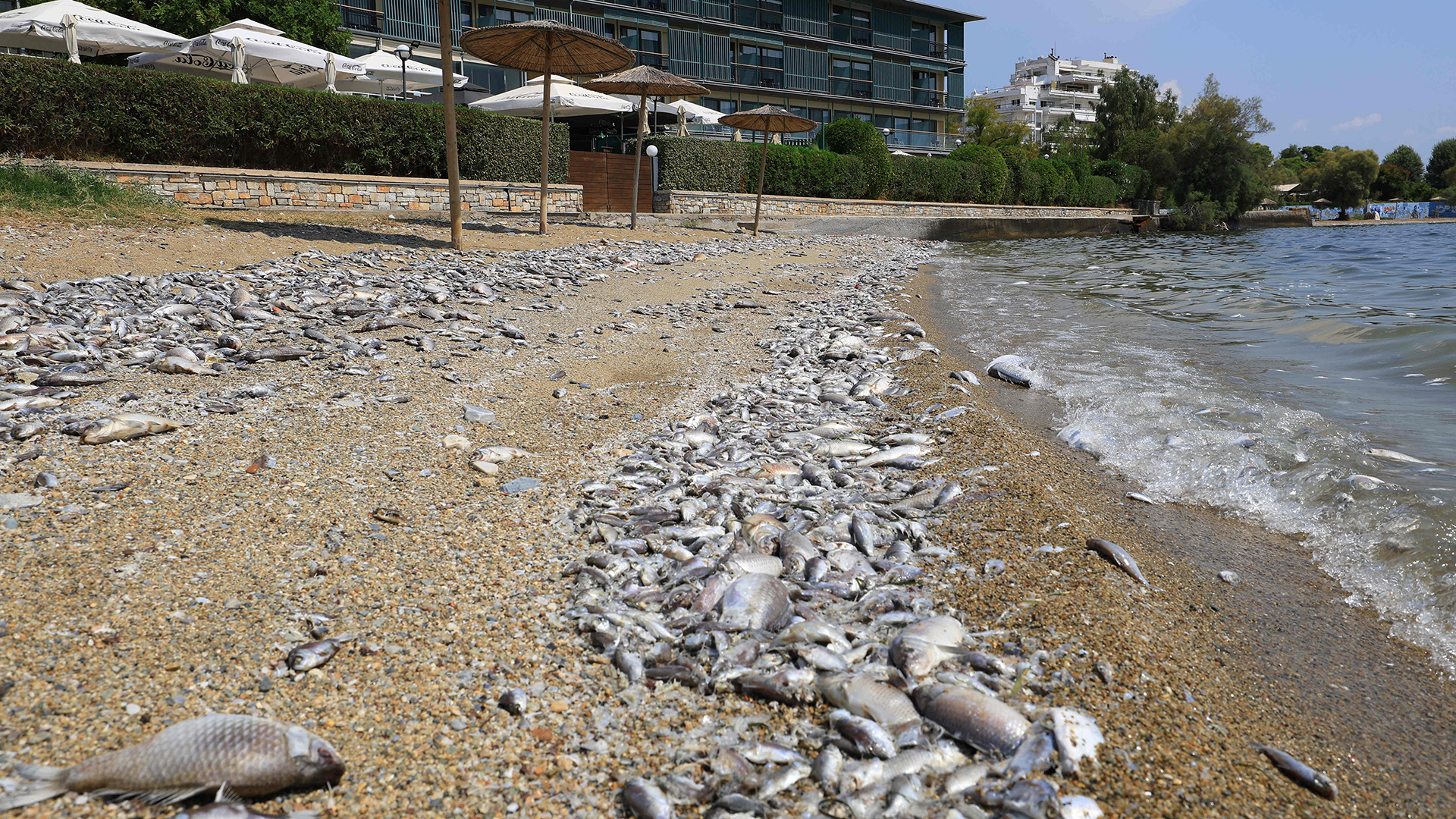 Βόλος: Τοποθετήθηκε και δεύτερο πλέγμα για την συγκράτηση των νεκρών ψαριών-1