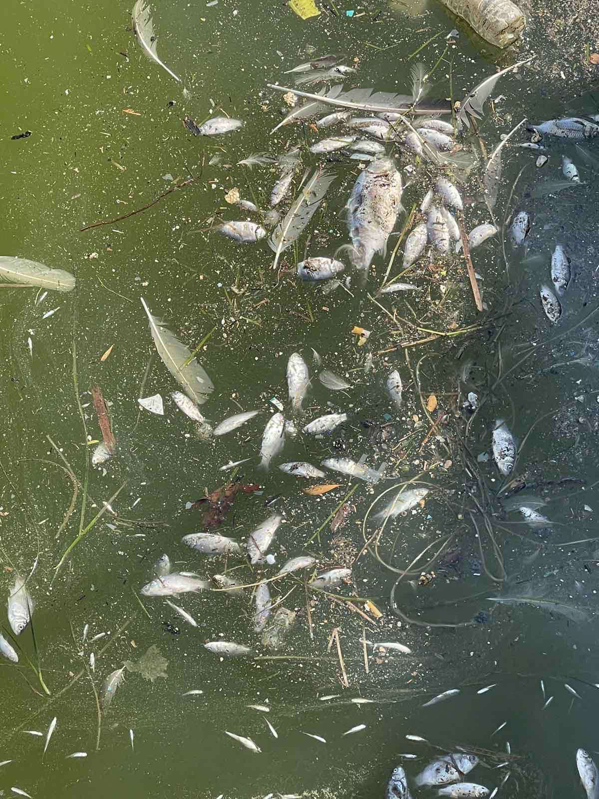 Βόλος: «Είναι ένα οικολογικό έγκλημα»-5