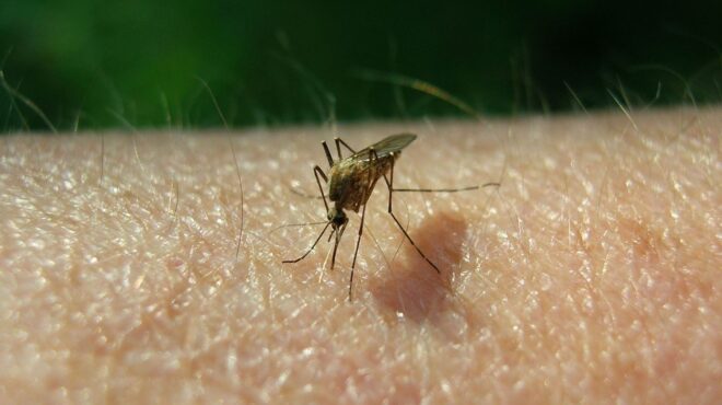 η-κλιματική-αλλαγή-ευνοεί-την-εμφάνισ-563183338