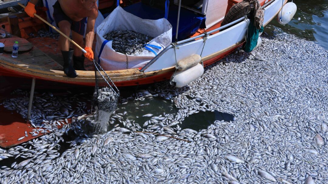 τοξική-αντιπαράθεση-για-τα-νεκρά-ψάρι-563194351