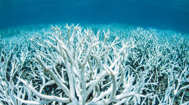 μεγάλος-κοραλλιογενής-υφαλος-ενα-φυσ-563166109