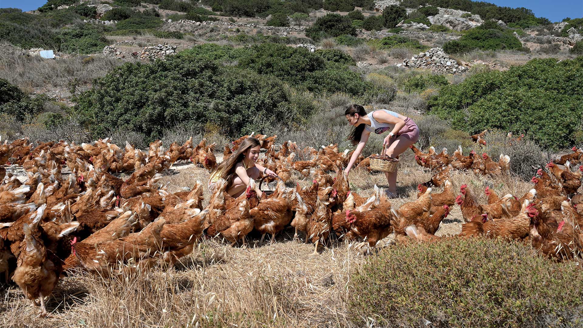 Γεύση από Κυκλάδες: Η cucina povera του Αιγαίου-9