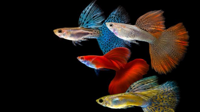 και-τα-ψάρια-παίρνουν-prozac-και-δεν-τους-κ-563189764