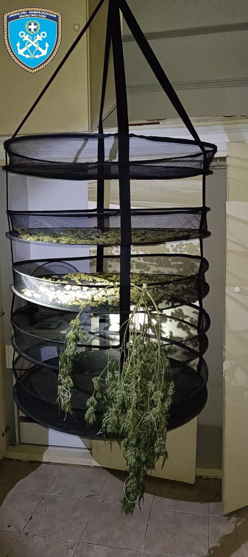 Κολωνός: Εντοπίστηκε εργαστήριο υδροπονικής καλλιέργειας κάνναβης – Δύο συλλήψεις-2