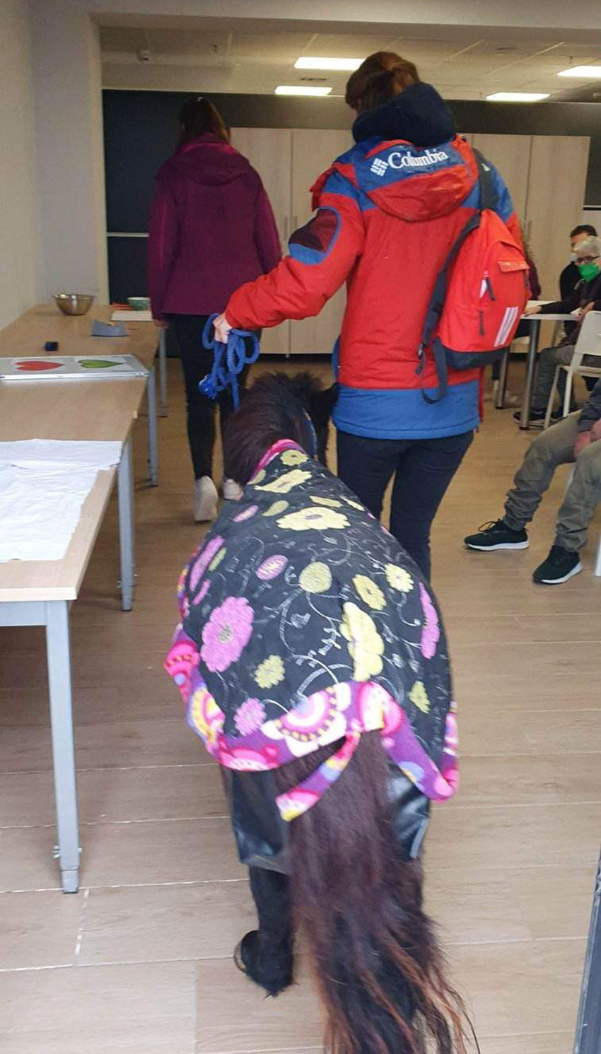 Μικρά άλογα με μεγάλη καρδιά, τα πόνυ ως θεραπευτικό μέσο-4