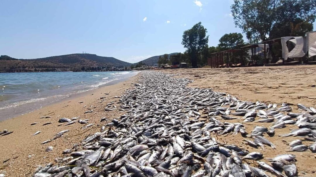 βόλος-είναι-ένα-οικολογικό-έγκλημα-563190562