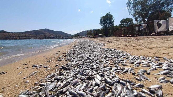 βόλος-είναι-ένα-οικολογικό-έγκλημα-563190562