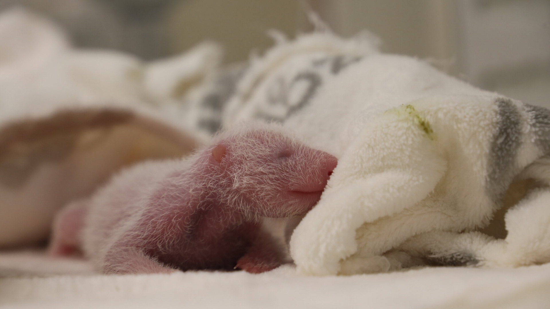 Πάντα τέτοια: Τα δίδυμα που φέρνουν χαρά στο Βερολίνο-1