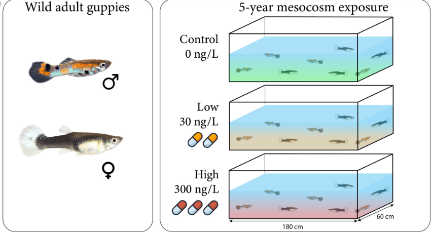 Και τα ψάρια παίρνουν Prozac – και δεν τους κάνει καλό-1