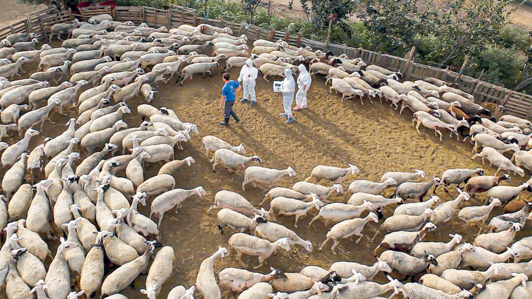 νέα-δεδομένα-στην-πανώλη-των-αιγοπροβ-563187277