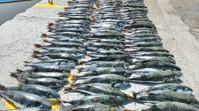 ανεξέλεγκτοι-εισβολείς-στον-βυθό-563187652