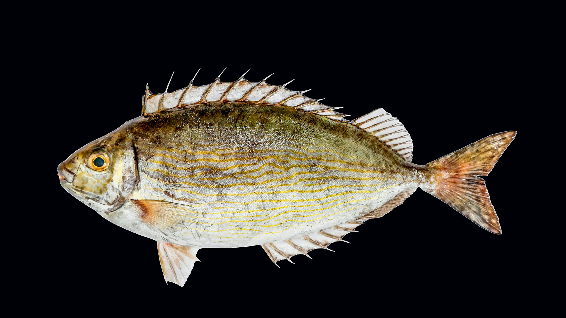 Ανεξέλεγκτοι εισβολείς στον βυθό-2