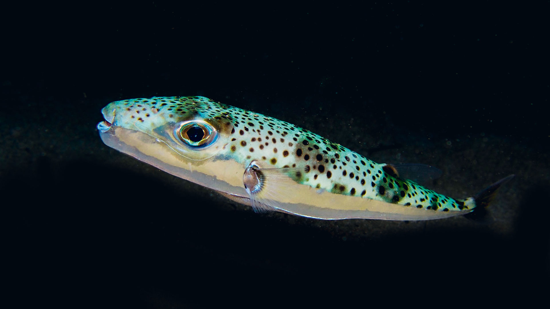 Ανεξέλεγκτοι εισβολείς στον βυθό-3
