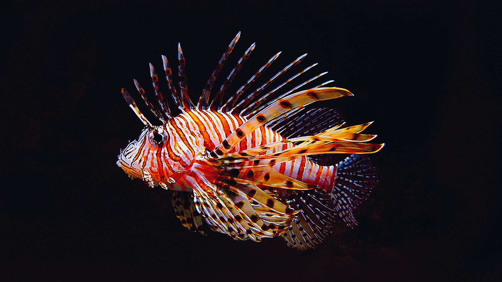 Ανεξέλεγκτοι εισβολείς στον βυθό-4