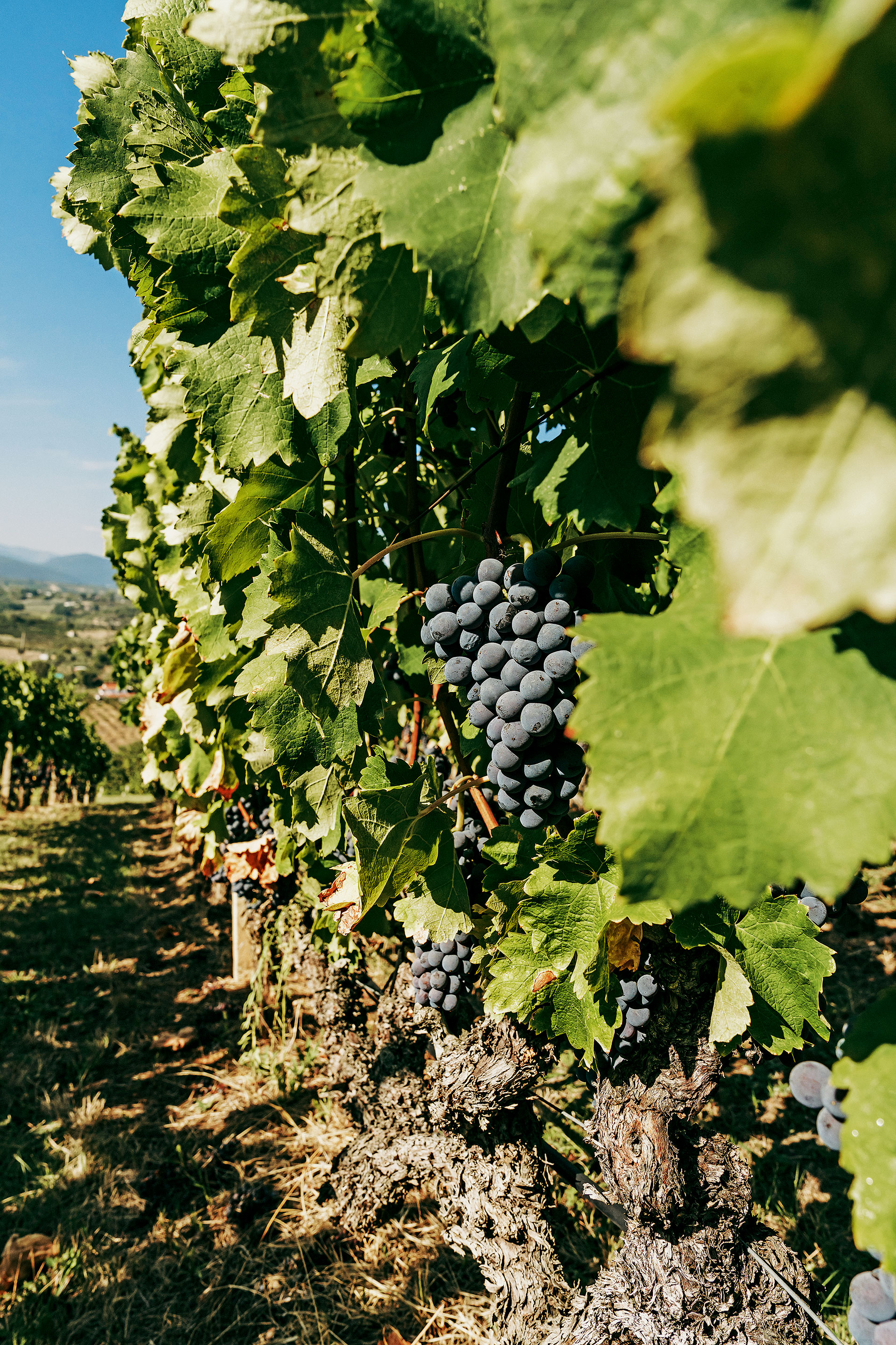 Το Ξινόμαυρο της Νάουσας: ο τόπος, οι άνθρωποι, το μέλλον της ποικιλίας-2