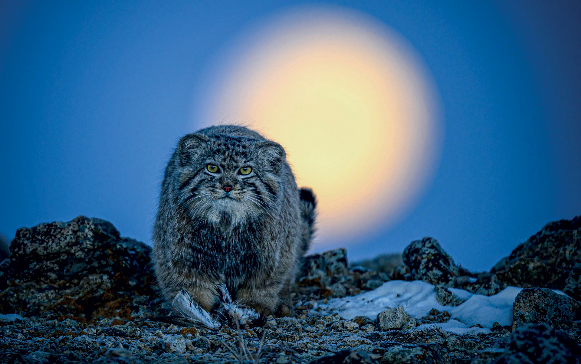 Wildlife Photographer of the Year: Οι πιο συναρπαστικές εικόνες που διεκδικούν βραβεία-5