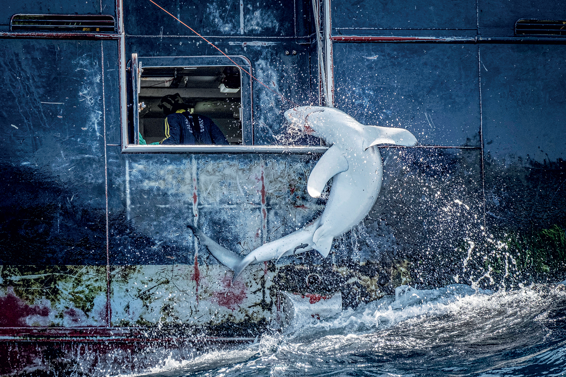 Wildlife Photographer of the Year: Οι πιο συναρπαστικές εικόνες που διεκδικούν βραβεία-3